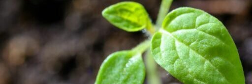 Vibrant close-up of a young tomato seedling sprouting in the soil.